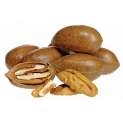 Noci Pecan con guscio confezioni da 1 kg 